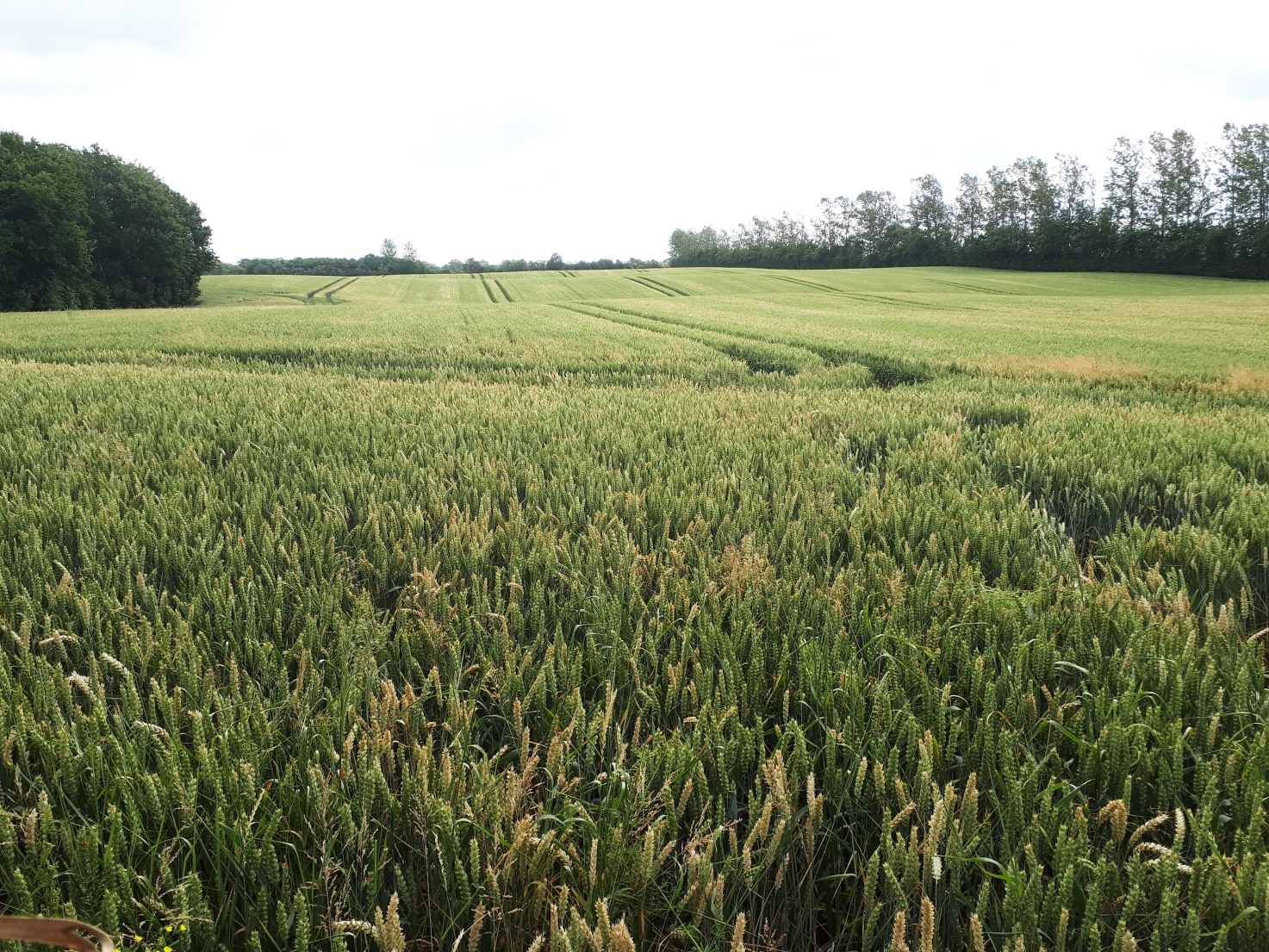 Ingen arrangementer at vise