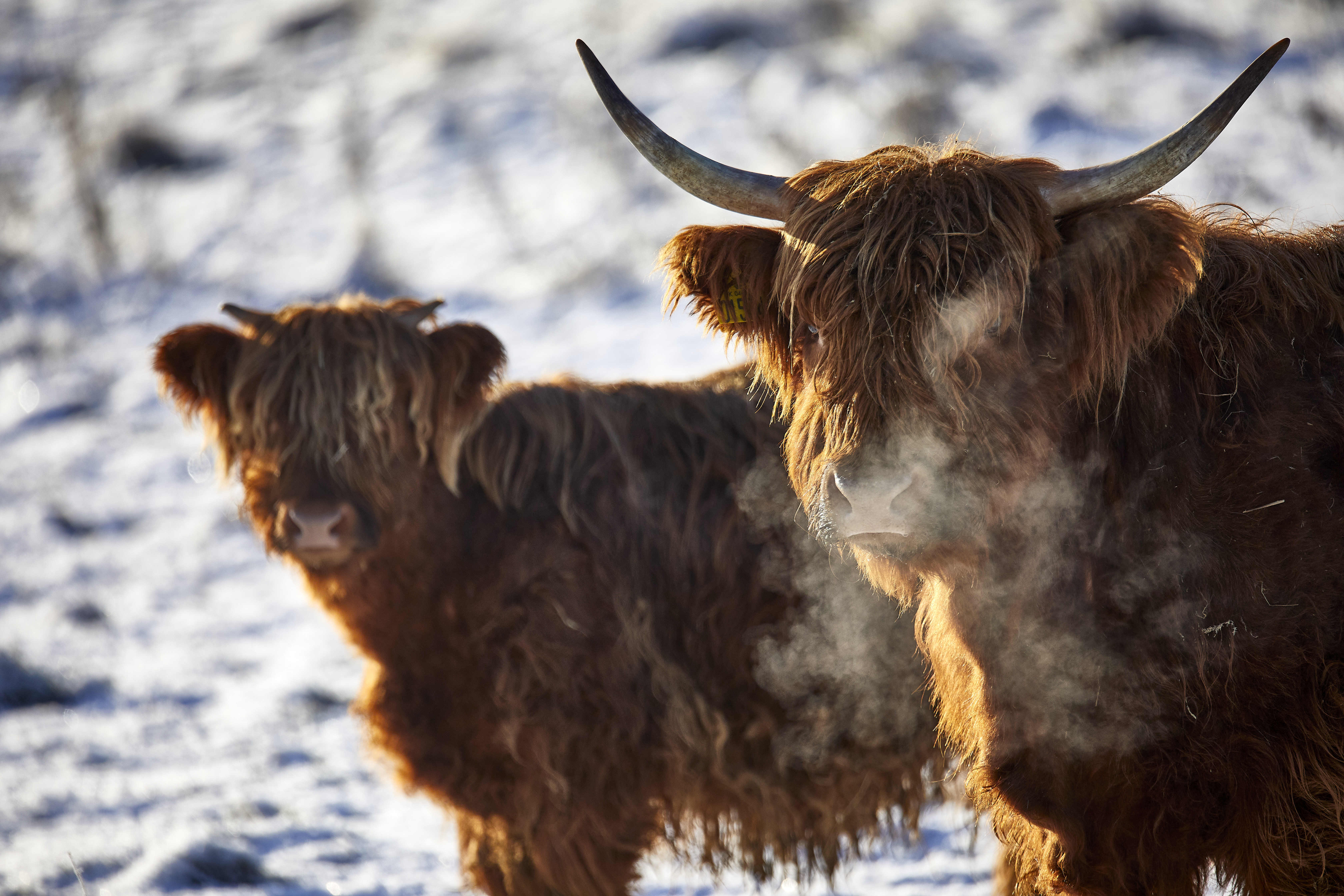 Det er os, der laver maden