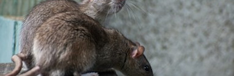 L&F med fair pris på rottebekæmpelse